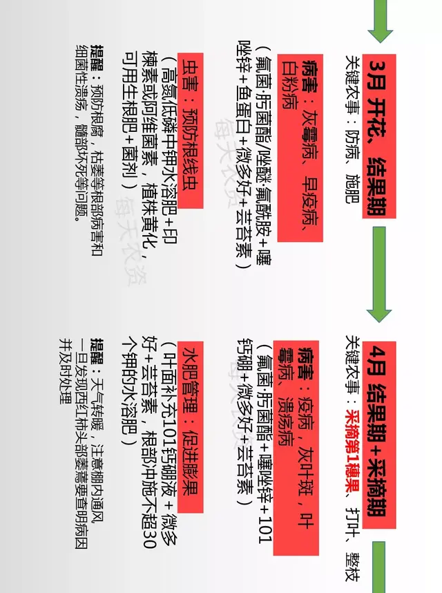 农事周期表（西红柿篇），关键节点大梳理