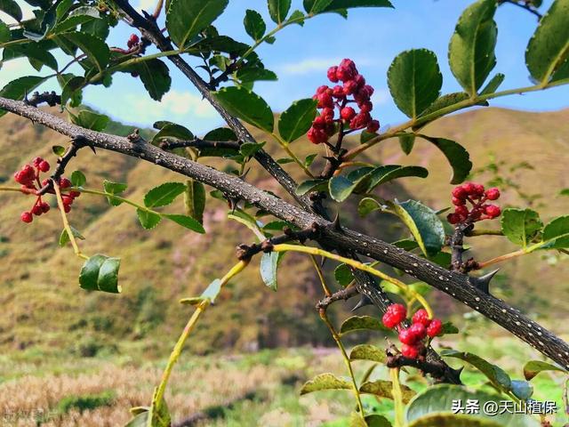 花椒树苗怎么种植