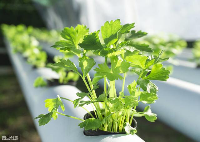 手把手教你种芹菜，掌握4个技术要点，秋季露天芹菜也能高产