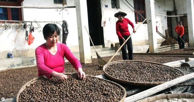 茶籽播种需要掌握哪些技巧？如何提高发芽率？看完这篇你就懂了