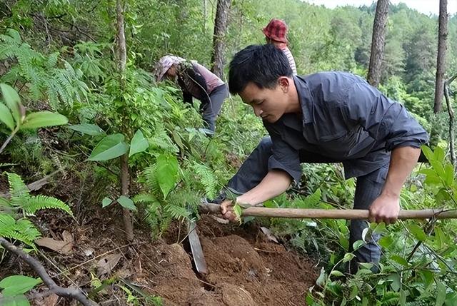 只有枯死松树根部才有，现在价格疯涨还要靠种植，现在100元1斤？