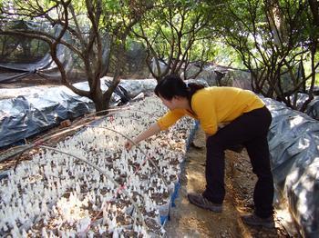 鸡腿菇野外种植，要想高产高质，3个预防要做好