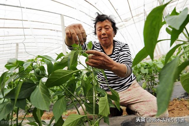 辣椒种植管理有诀窍，学会这7个管理方法能增产