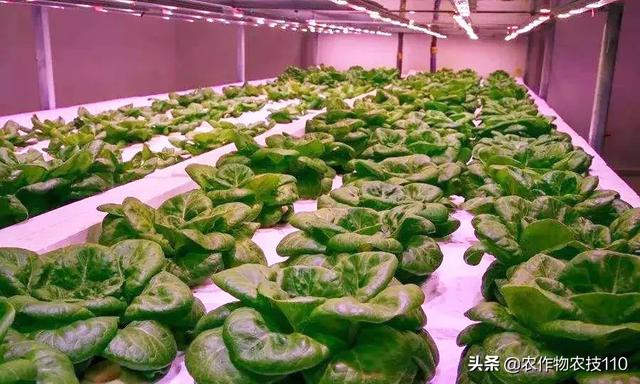 不到400平方米每天产出200公斤即食蔬菜，人工补光技术有多神奇？