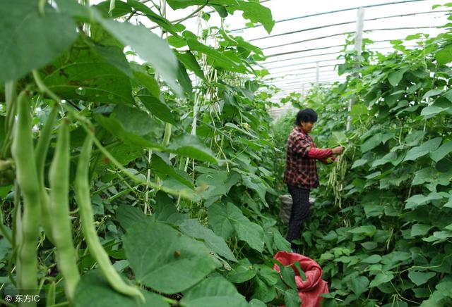 芸豆种植技术介绍，产量高，很实用的