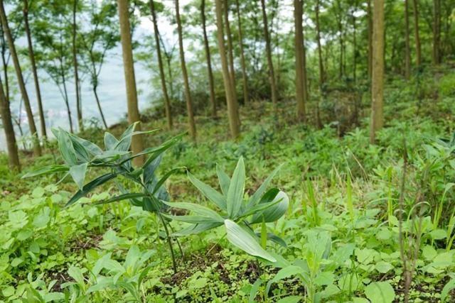 种植参考：一劳永逸的懒人种植，种一次收益多年，亩年收入2万多