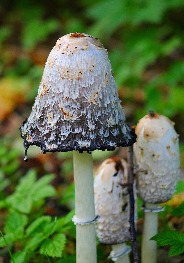 鸡枞种植技巧：高产丰收的秘密！