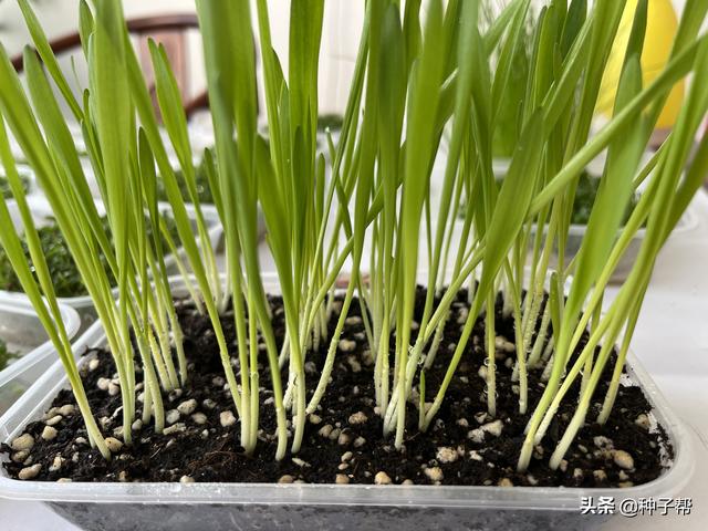 饲草大麦一年能收割3茬，亩产干草800kg，种植管理技术介绍