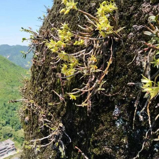 江西朱水田，倾情农业种植，开创上饶铁皮石斛产业新局面