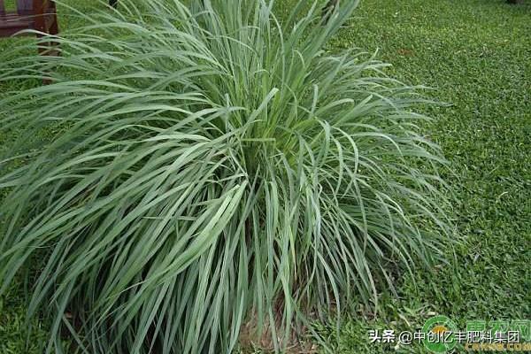 香茅草的种植时间和方法