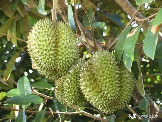 榴莲树种植技术介绍