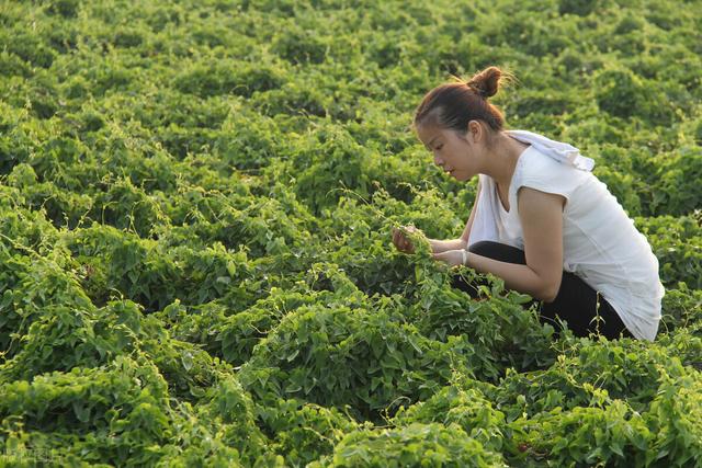 有什么菜种上后可以一直吃？老农推荐，零余子种一次可采10年