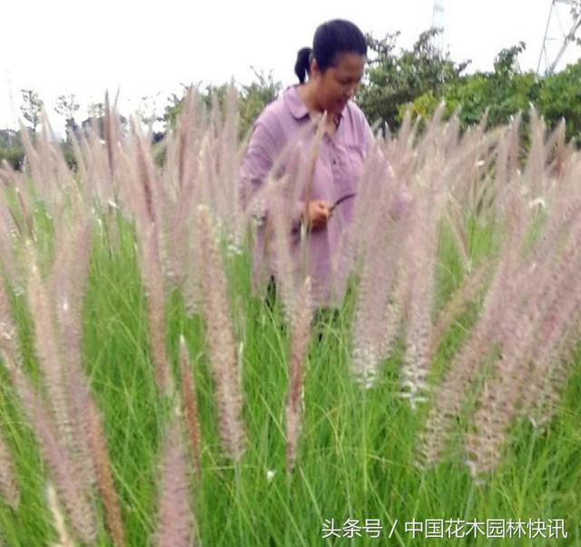 华南地区发展观赏草须选择适生品种加强养护管理