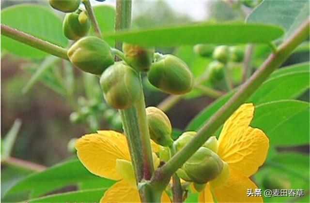 富硒草本咖啡花茶栽培技术，这些技巧让产量快速提升！快来学习