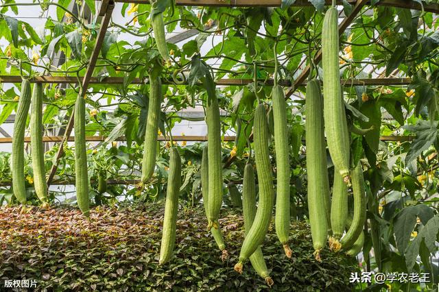 有什么种植简单、采收期短、产量还高的蔬菜吗？丝瓜了解一下