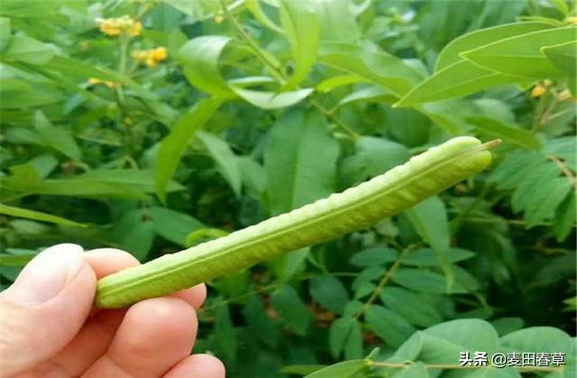 富硒草本咖啡花茶栽培技术，这些技巧让产量快速提升！快来学习