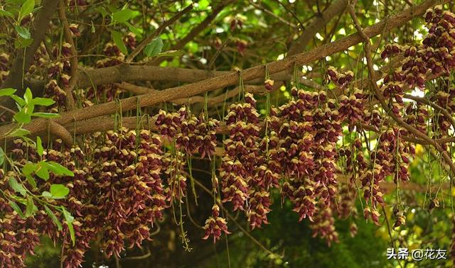 禾雀花，花色缤纷、四季常青，似群雀振翅欲飞，宜园林、景区栽植