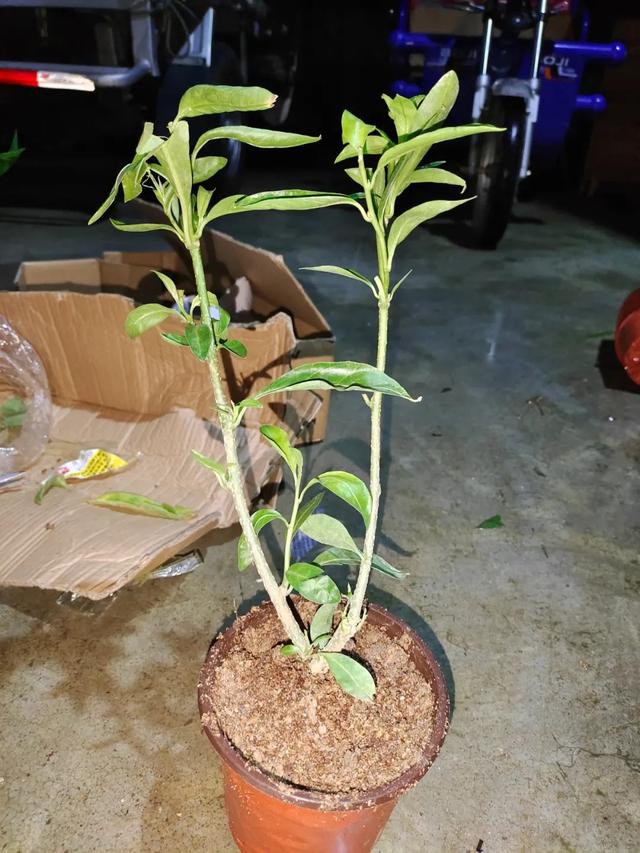 养花种菜的优质营养土比植物还贵，何不自己配制种植土？