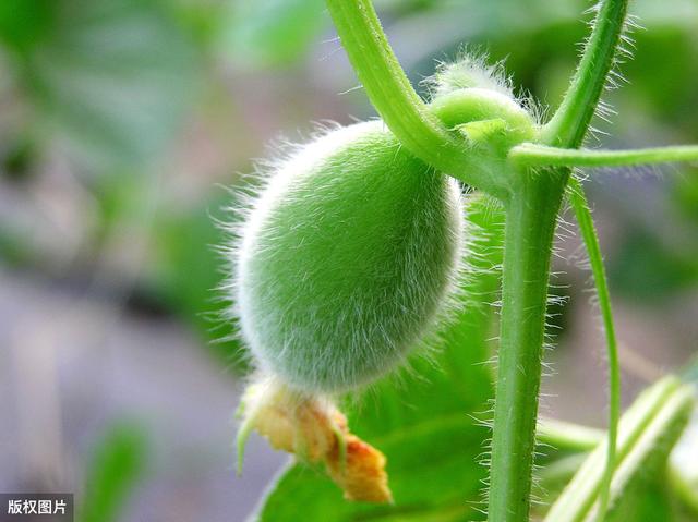 薄皮甜瓜3层覆盖避雨栽培技术，种植甜瓜有方法，欢迎来了解一下