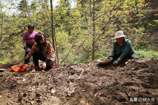 六旬退休大妈在秦岭深山租20亩地种天麻，今年能有40万元收益