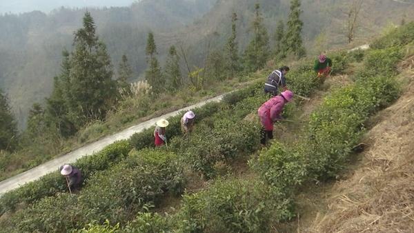 望谟县郊纳镇：“万亩紫茶”管护忙