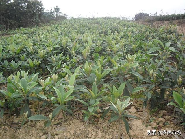 枇杷苗木压条繁殖技术，过程都在这里了，需要的朋友可以收藏