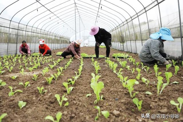 种植瓜果蔬菜有哪些栽苗技巧？教你5个非常实用的小妙招