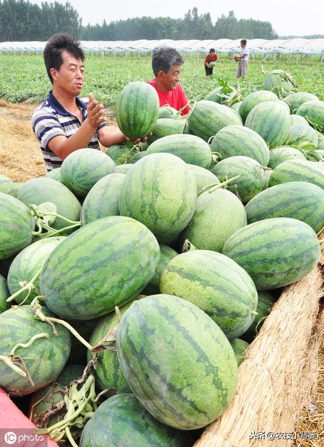 春季西瓜种植正当时，掌握这些播种管理细节，确保后期优质高产！