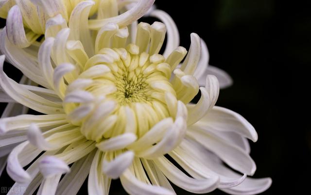 菊花栽培技术，全套打包教给你，让你轻松学会种植