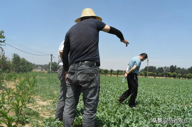 疫情之下，板蓝根大涨，2020年种植面积激增，种植户不要高兴太早