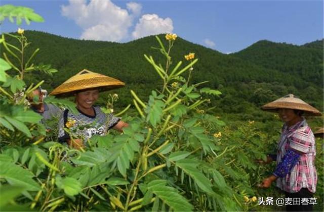 富硒草本咖啡花茶栽培技术，这些技巧让产量快速提升！快来学习