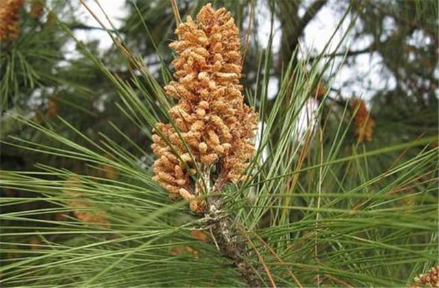 马尾松培育，及种植技术要点分析，注意这几点其他基本不是事