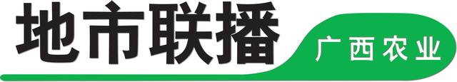 广西靖西：小小天冬价值高，试种成功喜丰收，农民致富在望