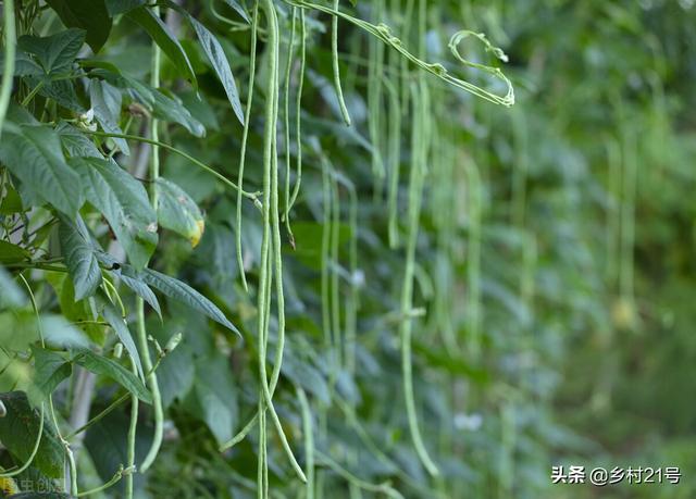 芒种后适合种植哪种蔬菜？这几种不要错过了，收成一茬接一茬