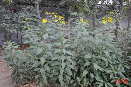 菊芋种植露地垄式高产技术，科学栽培方式，这几点很重要