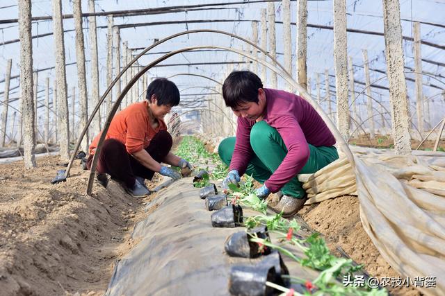 种植瓜果蔬菜有哪些栽苗技巧？教你5个非常实用的小妙招