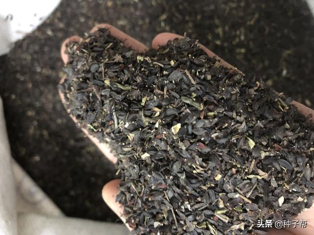 养鹅种什么草？苦荬菜效益好，一年收割5茬，鹅吃增重快，产蛋多