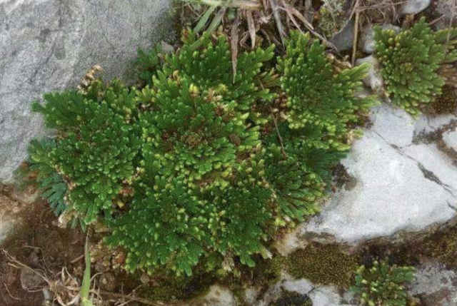 1种“还魂草”不起眼，花了3年养它，变成盆景，价值提升5倍