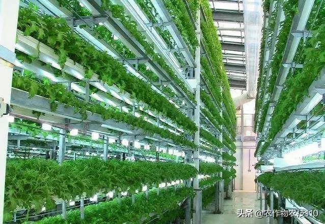 不到400平方米每天产出200公斤即食蔬菜，人工补光技术有多神奇？