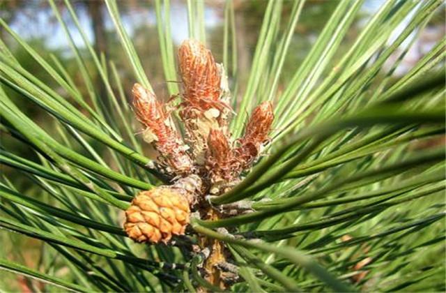 马尾松培育，及种植技术要点分析，注意这几点其他基本不是事