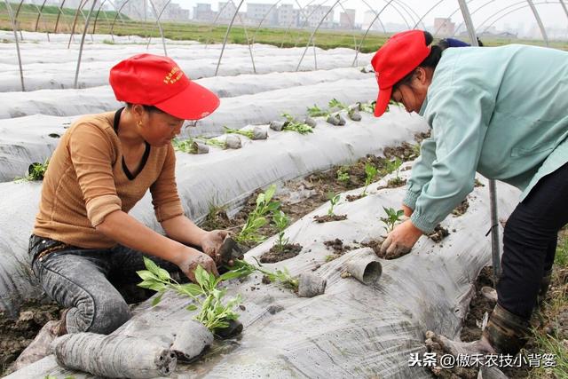 辣椒种植管理有诀窍，学会这7个管理方法能增产