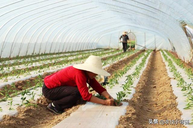 种植瓜果蔬菜有哪些栽苗技巧？教你5个非常实用的小妙招