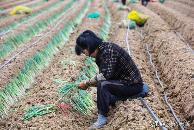 种植瓜果蔬菜有哪些栽苗技巧？教你5个非常实用的小妙招