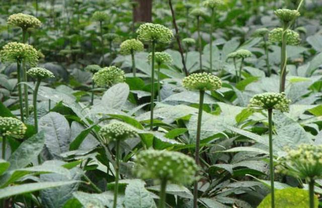 田七的种植方法