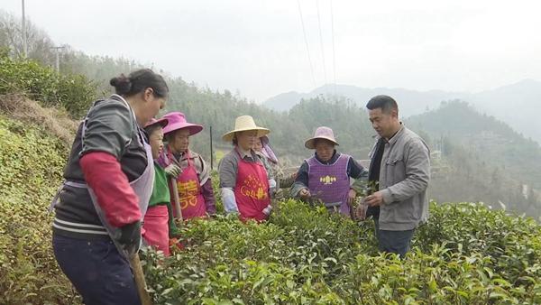 望谟县郊纳镇：“万亩紫茶”管护忙