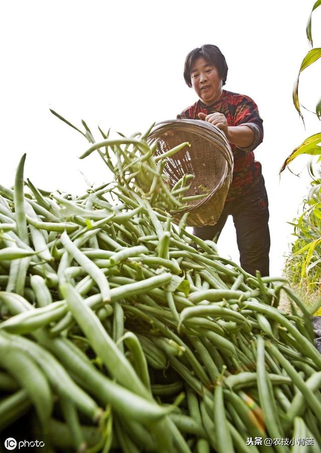 芸豆如何种植才能提高产量？它这些生长特性和管理技巧要知道！