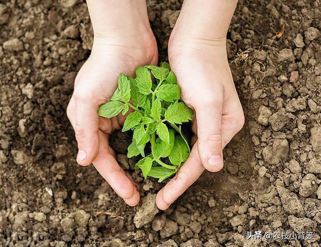 种植瓜果蔬菜有哪些栽苗技巧？教你5个非常实用的小妙招