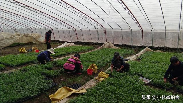 羊角蜜好吃，种植过程很是繁琐，“童年”原来是这样的