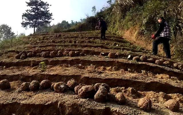 茯苓应该怎么种植？栽培技术有哪些？这几点别忽视，看完你就懂了