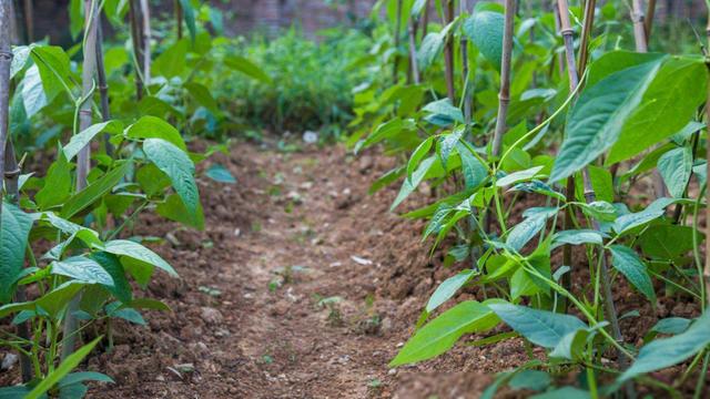 3月份，农村8种常吃的蔬菜可以种植了，早种早吃，别错过